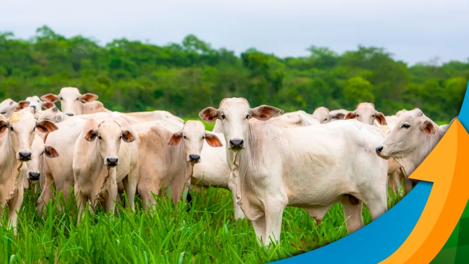 Maior abril da história: abate recorde de animais para o mês atinge 3,3 milhões de cabeças e supera abril de 2014
