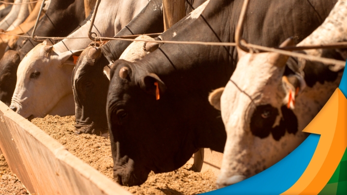 Boi: censo da DSM aponta para crescimento de 2% no confinamento em 2021, com  volume de 6,5 milhões de animais