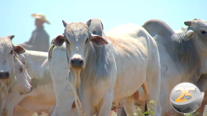 Brasil bate recorde nas exportações de carne bovina, volume supera 200 mil/t em agosto, mas arroba segue pressionada