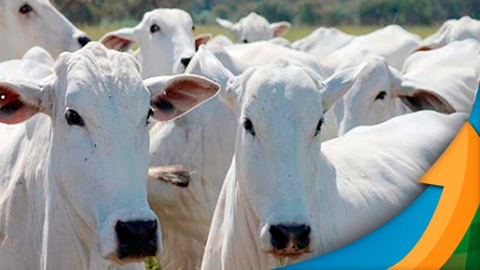Exportação de carne bovina brasileira no 1ºtri sobe 28,2% e ajuda a escoar maior oferta do produto