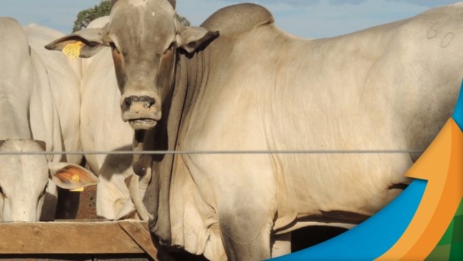 China libera entrada da carne bovina brasileira certificada antes do embargo. Decisão pode estimular altas momentâneas da arroba