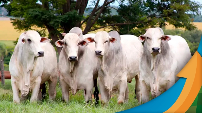 Boi: mercado firme com frigoríficos dispostos a pagar mais pela arroba e carne no atacado valorizada em plena segunda quinzena de mês