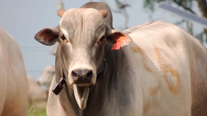 USDA espera conter caso de berne em bovino no Texas, diz Rollins