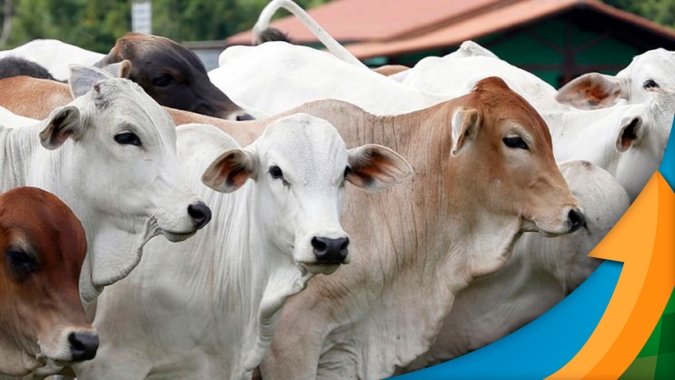 Mercado do boi gordo anda de lado, com pecuaristas com algum poder de barganha com pastagens remanescentes