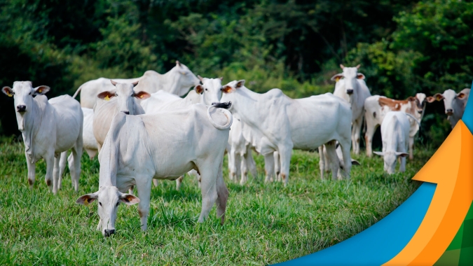Aumento na oferta de animais e alongamento das escalas já promoveram recuo de quase R$10/arroba do boi em maio e pressão deve continuar