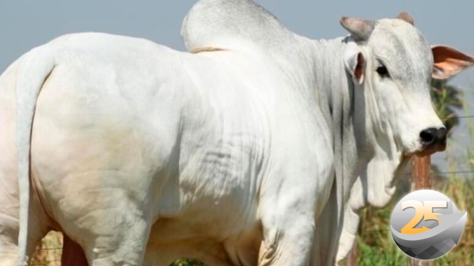 Carne no atacado tem valorização de 1,5% na primeira quinzena de setembro indicando enxugamento dos estoques