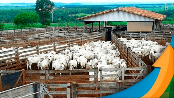 Arroba do boi tem semana de pressão e cotações mais baixas já sinalizam viés negativo para os preços, alerta Agrifatto
