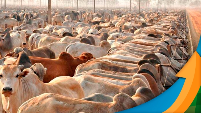 Mercado do boi gordo esfria nas exportações , mas se mantém com preços firmes nas vendas internas