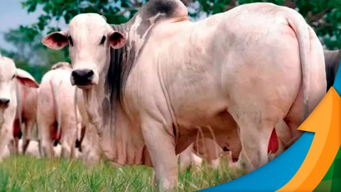 Arroba do boi deve seguir firme e em patamares elevados com apoio das exportações e oferta cadenciada de animais , diz Cepea
