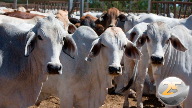 Boi: atacado reage, sinaliza enxugamento dos estoques de carne, mas movimento ainda tem pouca força para chegar na arroba