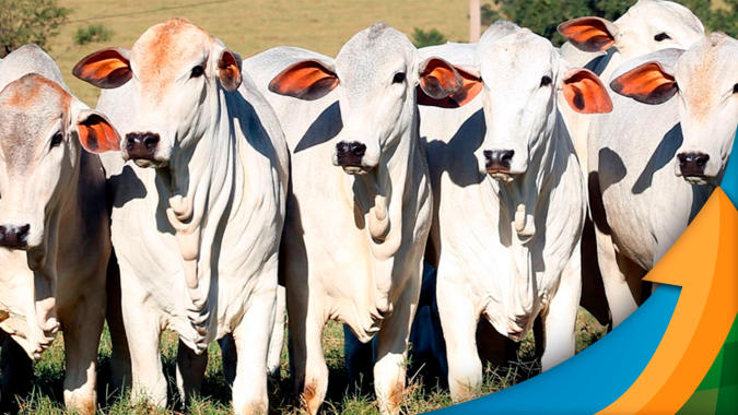 Exportações de carne bovina aceleram em fevereiro e se ritmo for mantido podemos ter novo recorde para o mês