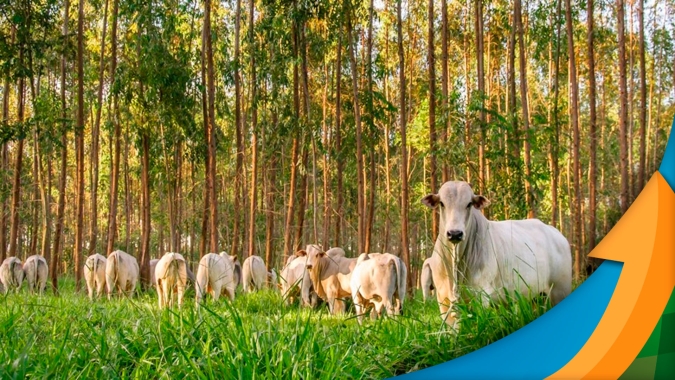 Frigoríficos paulistas forçam novos preços para arroba do boi diante do alongamento das escalas  e consumo interno de carne patinando