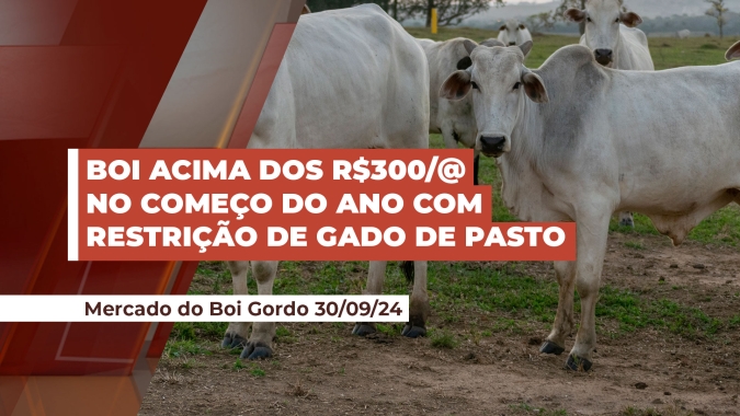 Atraso do boi a pasto deve promover nova rodada de alta no começo do ano com arroba acima dos R$300, alerta pecuarista