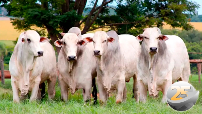 Com escalas de abates confortáveis, industrias frigorificas seguem ofertando preços menores para arroba bovina
