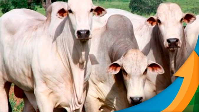 Arroba do boi para de cair e escalas de abate já dão sinais pontuais de encurtamento em algumas regiões; mas atenção para oferta de confinamento