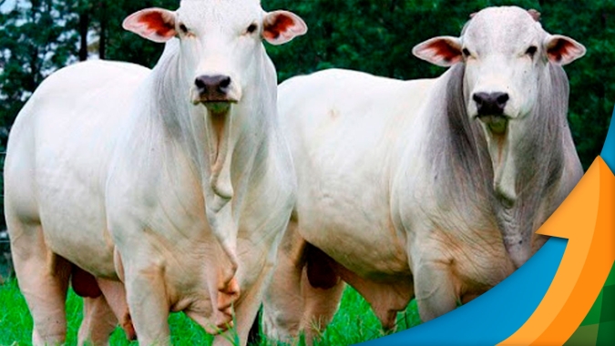 Junho promete ser o ponto de virada nas exportações de carne bovina e 2023 deve encerrar com novos recordes