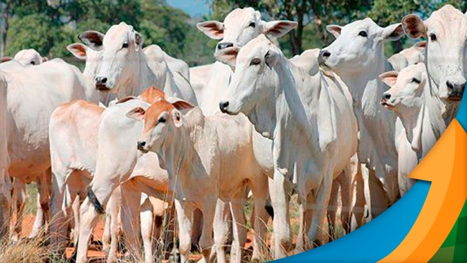 Agrifatto projeta 2023 com margens apertadas para o pecuarista e mínimas de até R$260 para arroba do boi