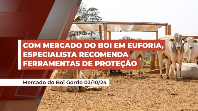 Em momento de euforia do mercado do boi gordo, cenário é de boa oportunidade para proteção de preços na pecuária