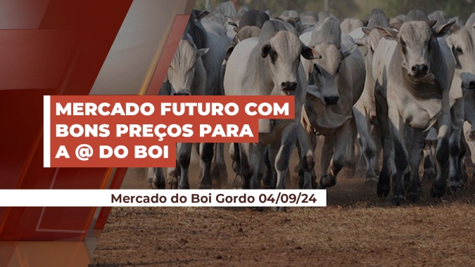 Com ágio de até R$ 15,00 para o preço da arroba do boi entre físico e futuro, agora é boa oportunidade para pecuarista fazer proteção