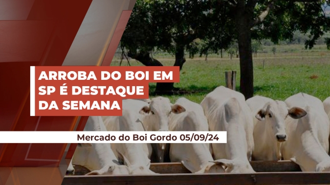 Arroba do boi em SP tem semana de destaque e já atinge preços superiores a R$250; mercado firme e com viés de alta no curto prazo