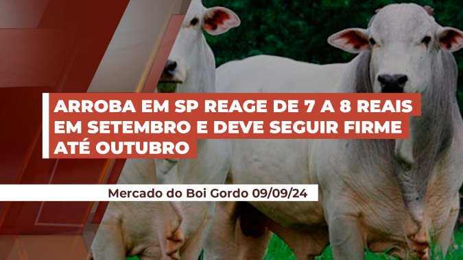 Arroba em SP reage de 7 a 8 reais em setembro e deve seguir firme até outubro quando o foco se volta para um possível aumento de oferta de animais
