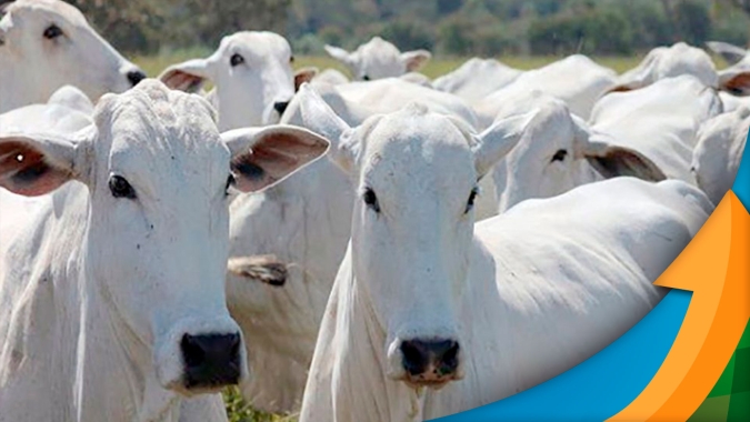 Arroba do boi china vai se recuperando ao poucos, mas com frigoríficos ainda em férias coletivas, pecuaristas precisam controlar oferta