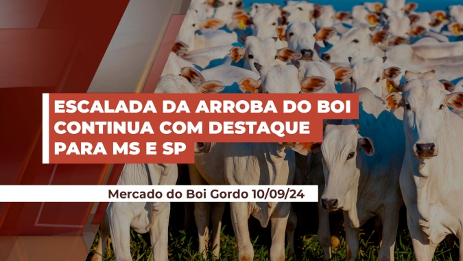 Arroba do boi avança com MS pagando R$260,00 e SP com negócios de R$255,00 à vista