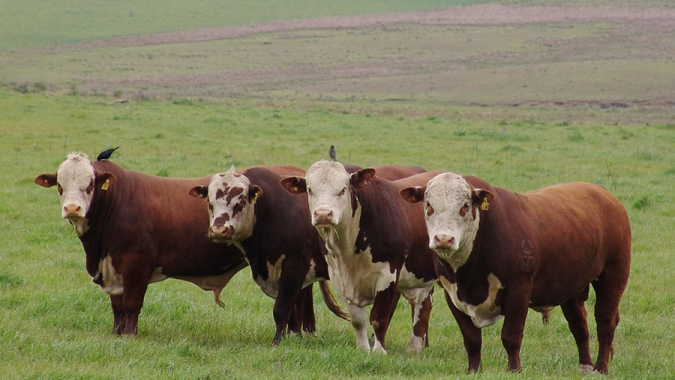 Tecnologia é capaz de prever rebanhos bovinos com carne de alta qualidade