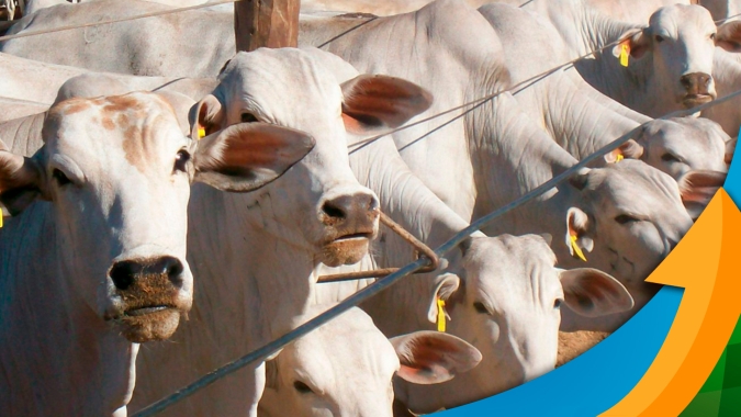 Mercado do boi caminha para iniciar o mês de maio com a mesma cotação da arroba que começou abril