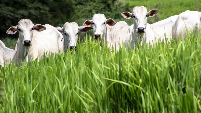 Condições climáticas favoráveis beneficiam a engorda de bovinos no pasto no início de 2025