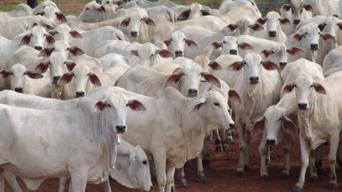 Agrobrazil: Ajustes de baixa nas cotações médias de São Paulo e Pará