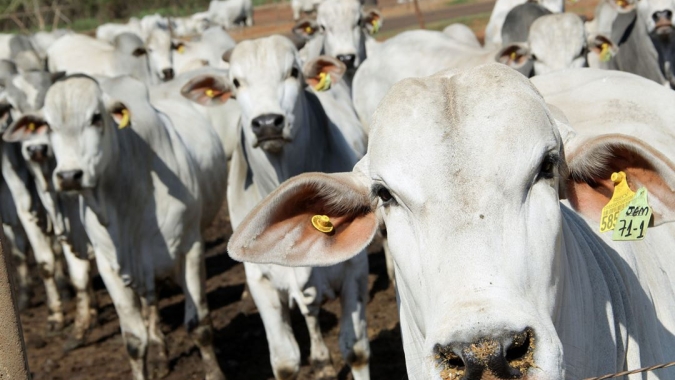 Vacinação contra aftosa tem índice vacinal superior 99,6% atingindo novo recorde