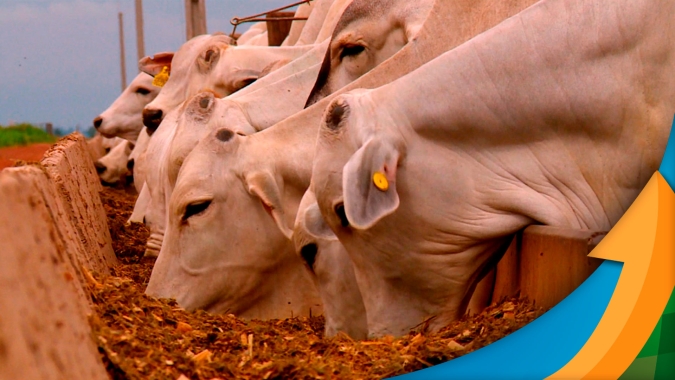 Evento debate as perspectivas para o confinamento de animais em 2024 e traz as últimas informações sobre o mercado do boi para este ano