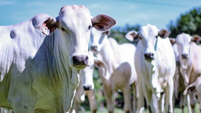 Mercado do Boi Gordo MS com preço da arroba bovina estável, se equilibrando entre maior abate e descarte de fêmeas X bons volumes exportados