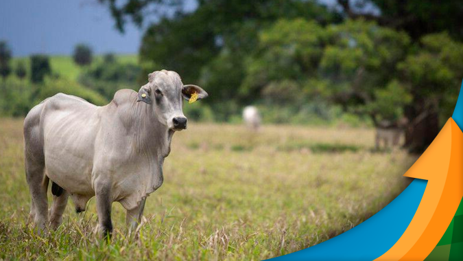 Com oferta menor de animais e escalas mais curtas nos frigoríficos , recuperação nos preços da arroba do boi começa a se consolidar