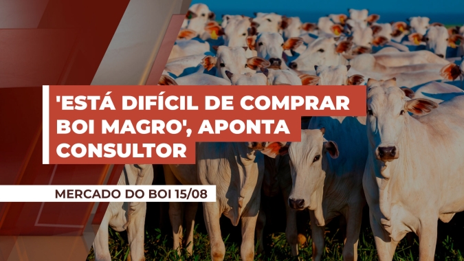'Está difícil de comprar boi magro', aponta consultor, pontuando descolamento de preços em relação ao boi gordo