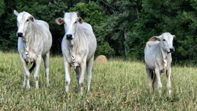 Agrobrazil: negócios captados em São Paulo têm média de R$ 317,53