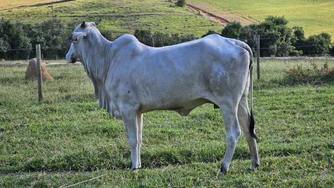Agrobrazil: Preços a nível nacional têm se mostrado melhores do que em meses anteriores
