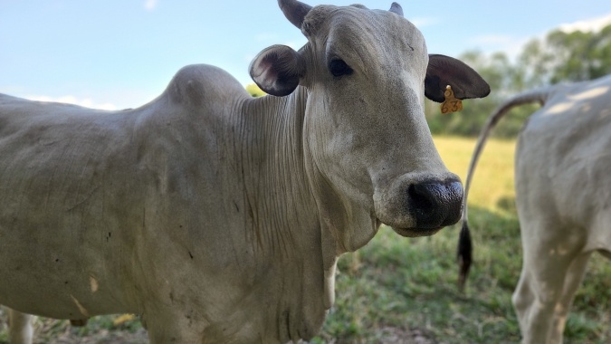 Agrobrazil: Estabilidade nas principais praças monitoradas pelo aplicativo