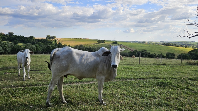 Mapa publica portaria com novas regras para uso de antimicrobianos na produção animal