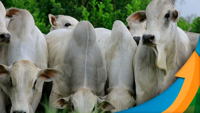 Mercado do boi gordo busca novo patamar de preços para a arroba,  se adequando à nova realidade de oferta de animais nos próximos anos