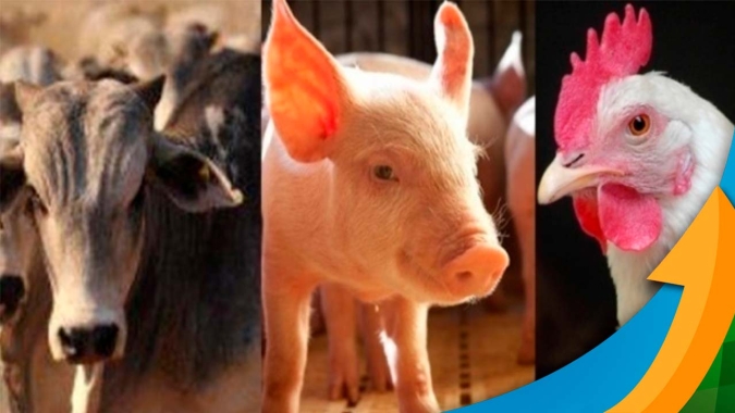 Rabobank detalha mercado de proteínas animais e como o Brasil pode se beneficiar diante de problemas sanitários em várias partes do mundo