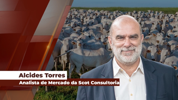 Preços da reposição sobem mais que boi gordo e quem adiou as compras já tem dificuldade para encontrar animais de cabeceira