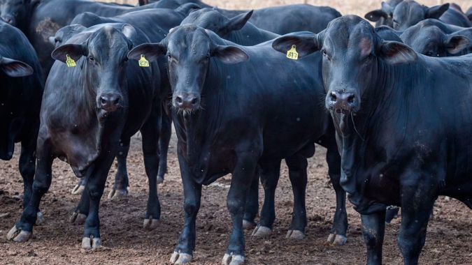 Especialista em pecuária explica como garantir lucro diante da incertezas do mercado