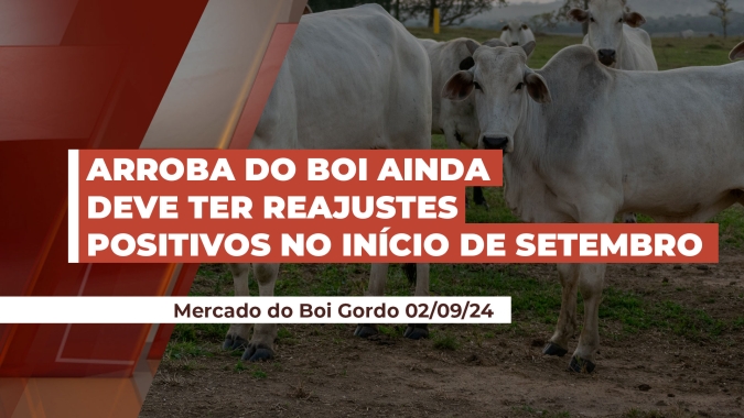 Agosto foi marcado por reajustes positivos no preço da arroba do boi; início de setembro deve dar continuidade ao cenário
