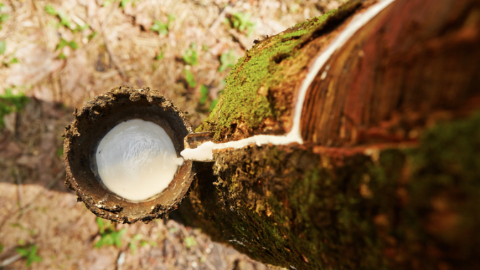 Conab faz novo leilão para apoio à comercialização de borracha natural (Pepro) nesta sexta (8)