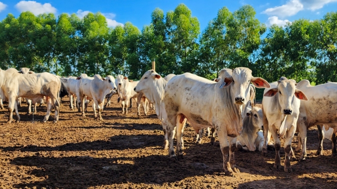 Agrobrazil: valores registrados no estado do Pará chegam a R$ 295