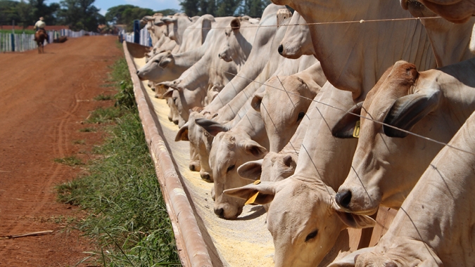Transporte e dietas intensivas elevam desafios no confinamento de bovinos