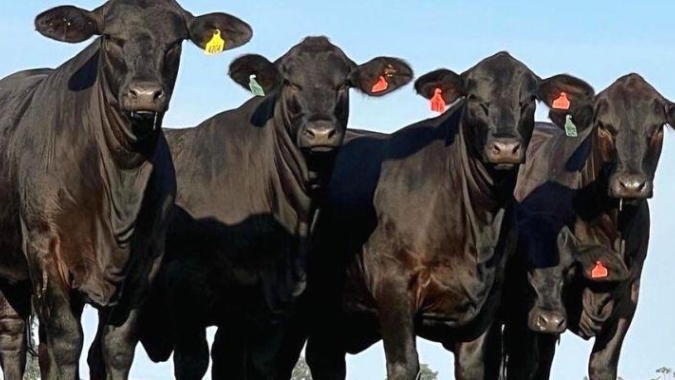 Equipe técnica do Mapa acompanha embarque de 21 mil animais para a Turquia