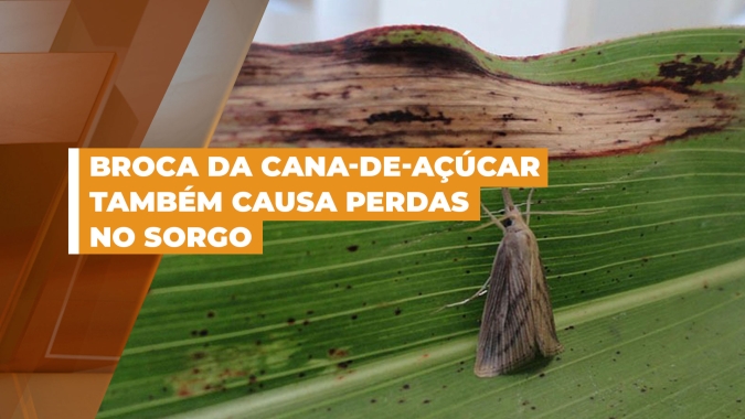 Praga Invisível: Broca da Cana-de-Açúcar também ataca lavouras de sorgo com perdas médias de 50%